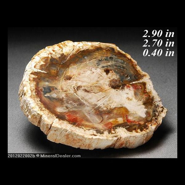 PETRIFIED WOOD SLAB CONIFER FOSSILIZED MADAGASCAR FOSSIL  