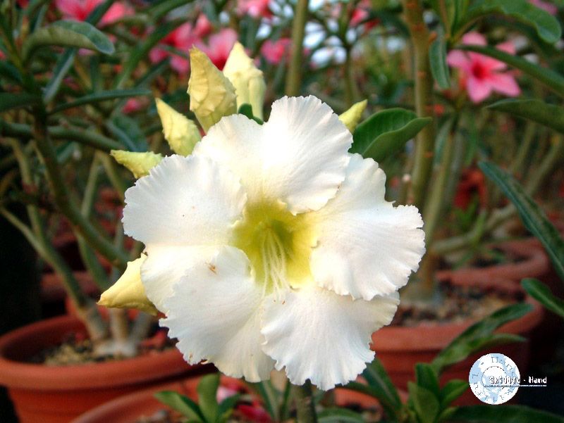 Adenium Obesum Arctic Snow 100 seeds  