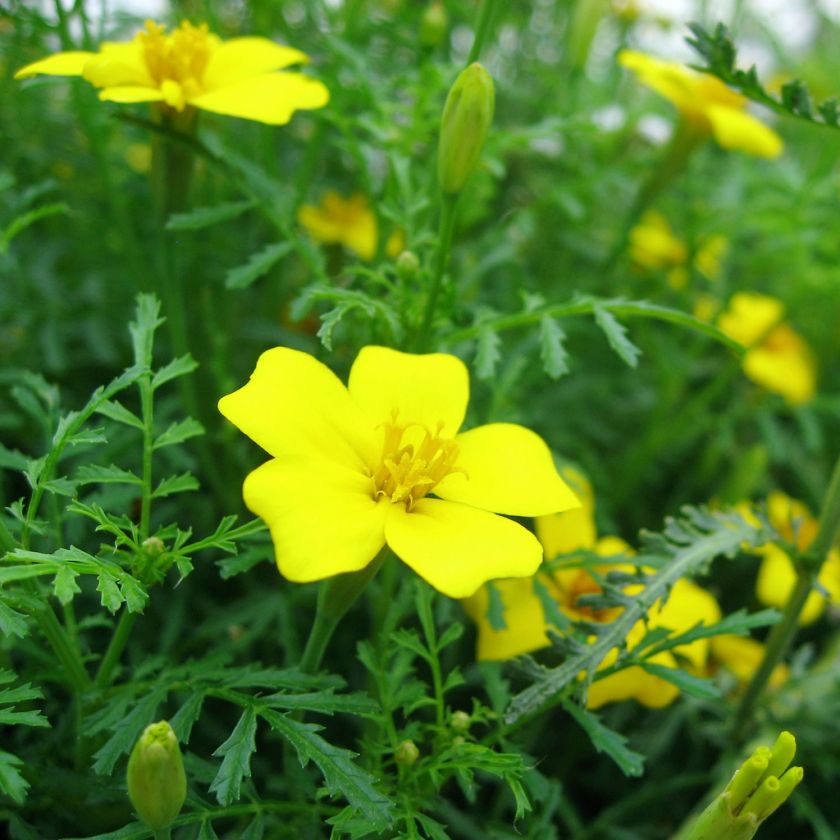 marigold, LEMON gem, LEMON SCENTED, 100 seeds GroCo  