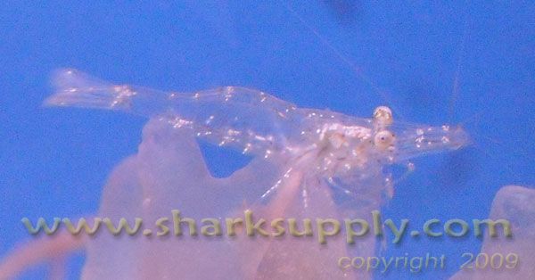 This listing is for 50+, 110, or 300 grass shrimp ( Palaemonetes 