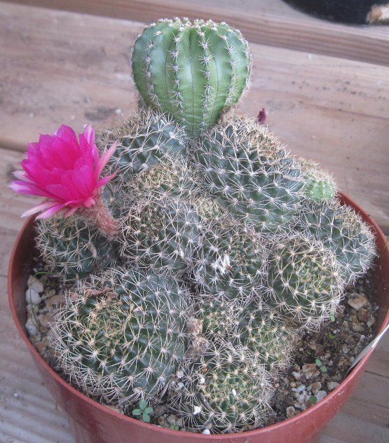 Lobivia hybrid Two Types Pink Flowers 16  