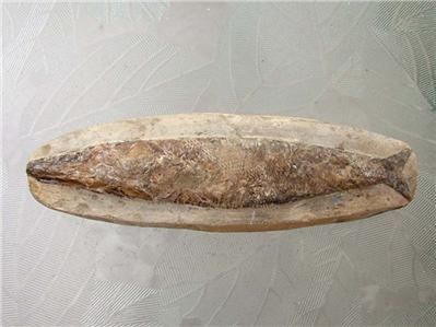 FOSSIL NODULE 6.25 Vinctifer Fish  