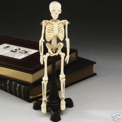 Human Skeleton, Only 8 tall, great novelty, Skeletons  