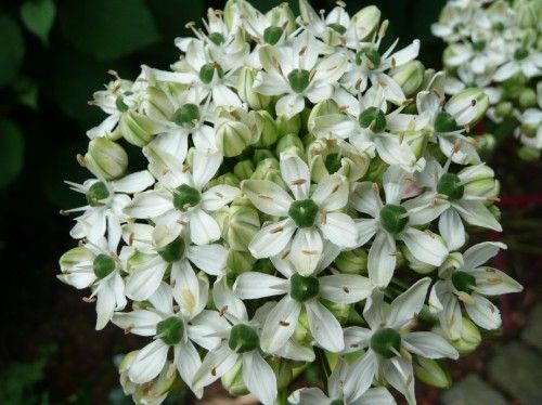 BROADLEAF ALLIUM~FLOWER BULBS TALL PERENNIAL PLANTS EZ BLOOMS EVERY 