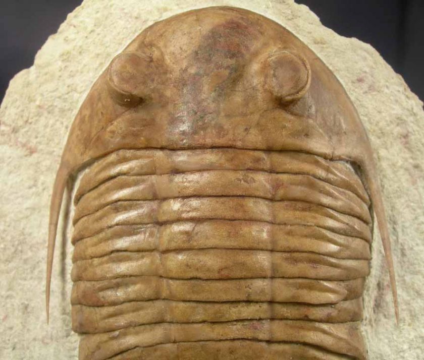 ASAPHUS PLATIURUS ACULEATUS long spins Trilobite Russia  