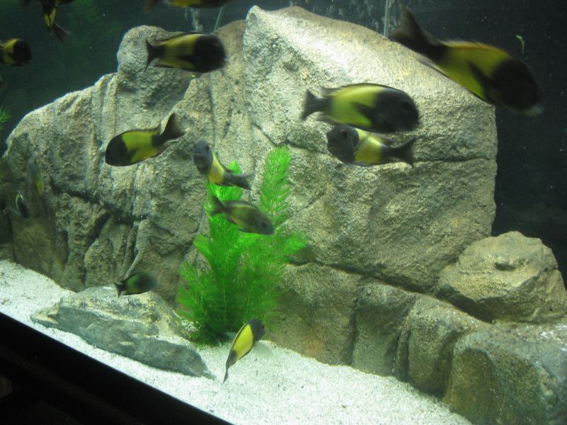 Aquarium Fish Tank Background Feature Rock 46x18  