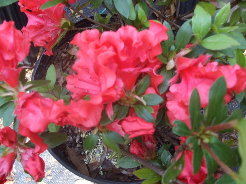 Azalea, Orange Ruffles, spring flowering shrub  