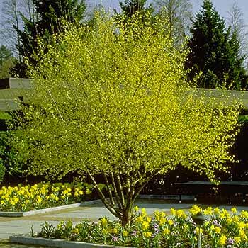 Cornus mas Dogwood Cornelian cherry 20 seeds stratifica  