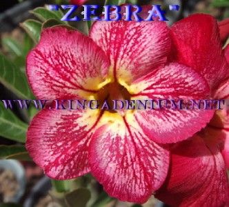 ADENIUM OBESUM DESERT ROSE  ZEBRA  20 SEEDS FRESH NEW RARE  