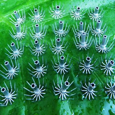 20PCS SHRIMP/SQUID FISHING JIG HOOKS NICKEL SHARP 23MM  