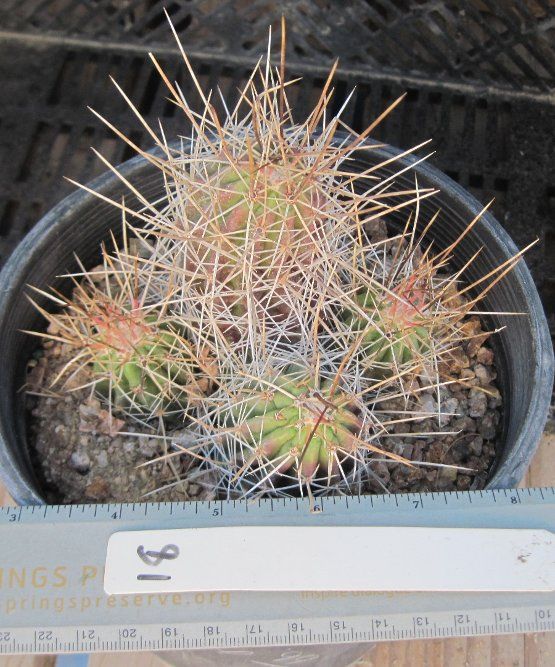 Echinocereus enneacanthus Cold Hardy Clumping Hedgehog Cactus Texas 18 