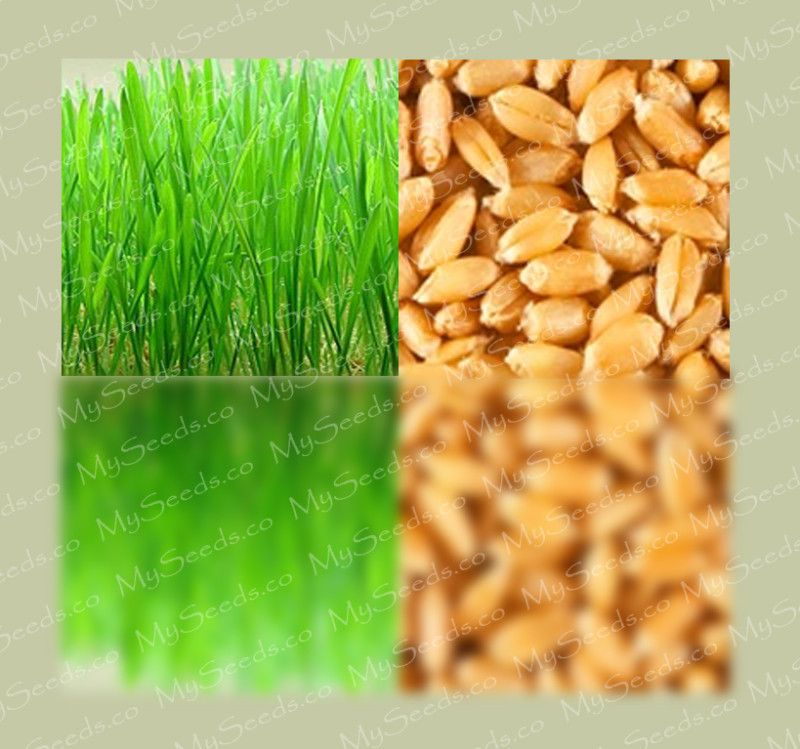 Hard Red Spring Wheat Sprouting Seeds Wheat Grass Juice  