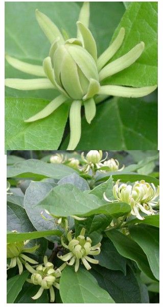 CALYCANTHUS Athens Yellow Sweet Shrub 5 seeds  